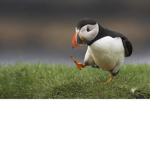 One-Legged Puffin