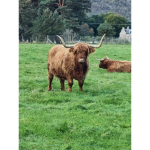 Mooo ima musk ox