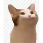 FREE CAT BOBUX