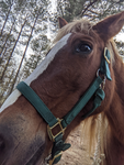 ... barrel racing Therians! ...