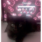 - chanel's -