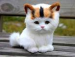 #KittensAreAdorable LOL