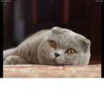 Cool kitty’s 12
