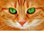 RoboCat
