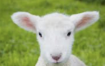 Lamb’s group