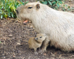 Team Capybarass