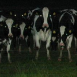 Moo moo revolution