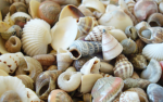 Shell group!