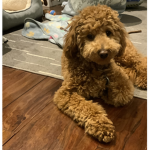 Milo puppy group