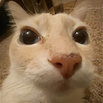 NikoNikoNI