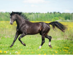forgen