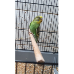 les petit dino