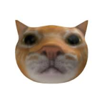 The robloxs cats