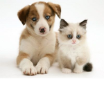 Puppies and Kitties Group