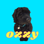 Ozzy boy.inc