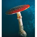 Mushroomlifeblah