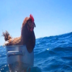 The amazing chickens