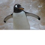 Awesome Penguin Studios