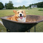 corgi nation the followers: REUNITE
