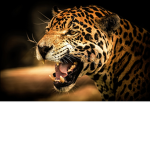 Los Jaguares Violentos
