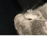 CHINCHILLA YASSSS