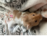 Frog hamster