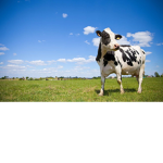 Familly cow