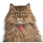 The Persian Cats!