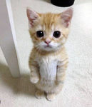 :) cat crew :)