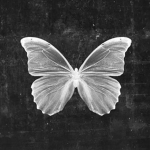 LOSTBUTTERFLY$
