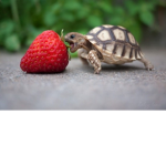 Turtle caffe
