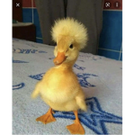 Ducky milatary