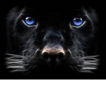 The Mad Panthers