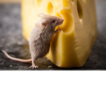 CHeEse..!