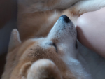 Iluvmydogo
