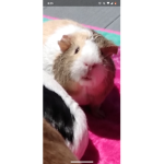 Spiritpigicorn's Group