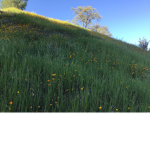 Poppy field