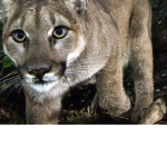 Mountain lion s r stinky