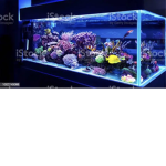 Da fish tank of sea