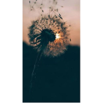 |・The dandelions ・|