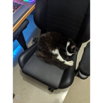epic cat fan group