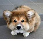 do you like corgi's?? :D