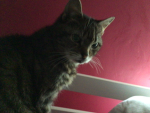 cat clever clan