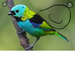 Birds シ