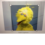 Big bird fan club