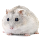 hampsterino