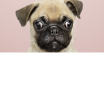 The cool pugz