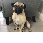 PUGS RULE <3