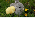 angle bunny