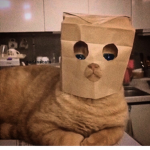 CoolCatss
